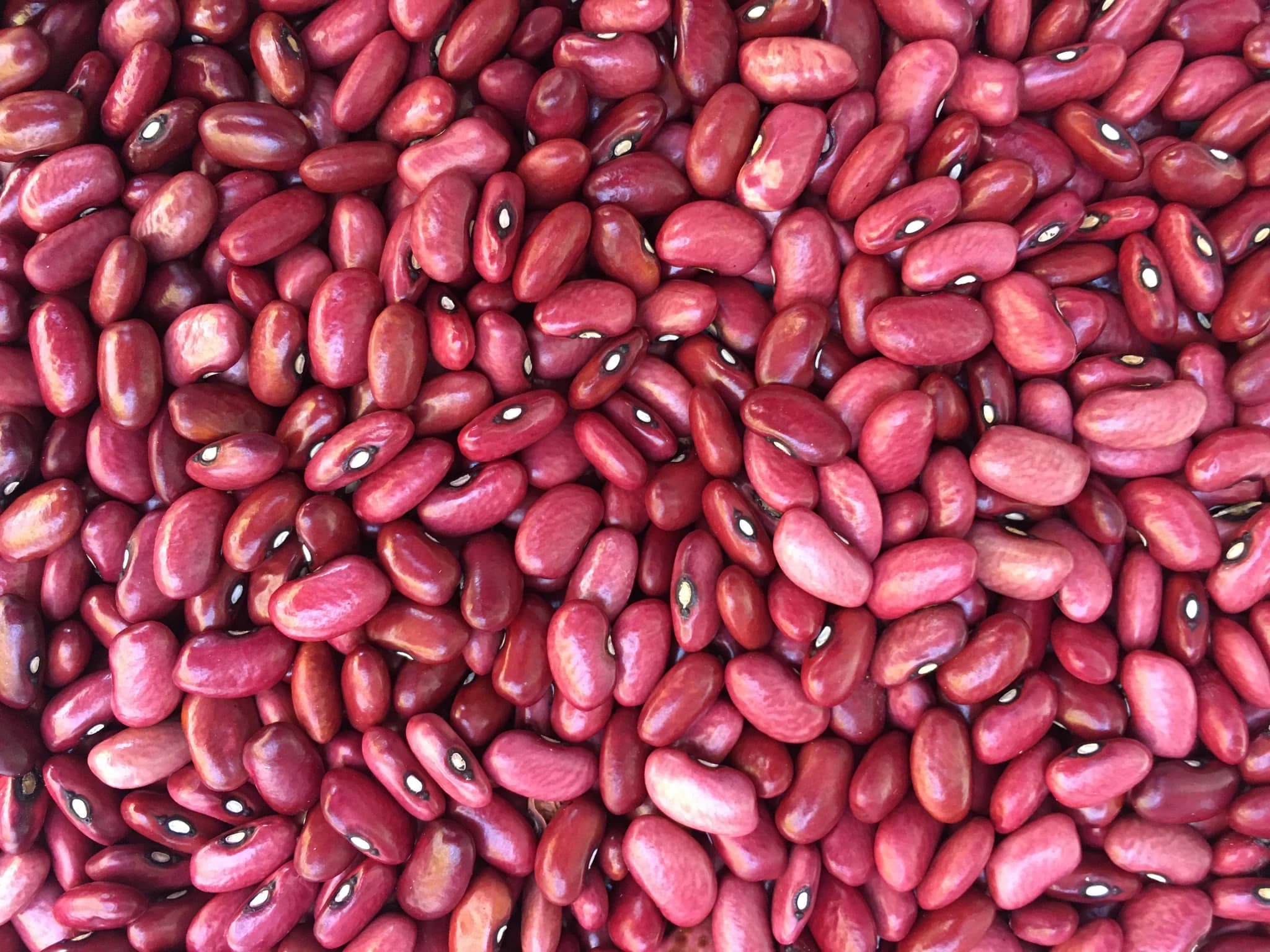 Frijol Rojo