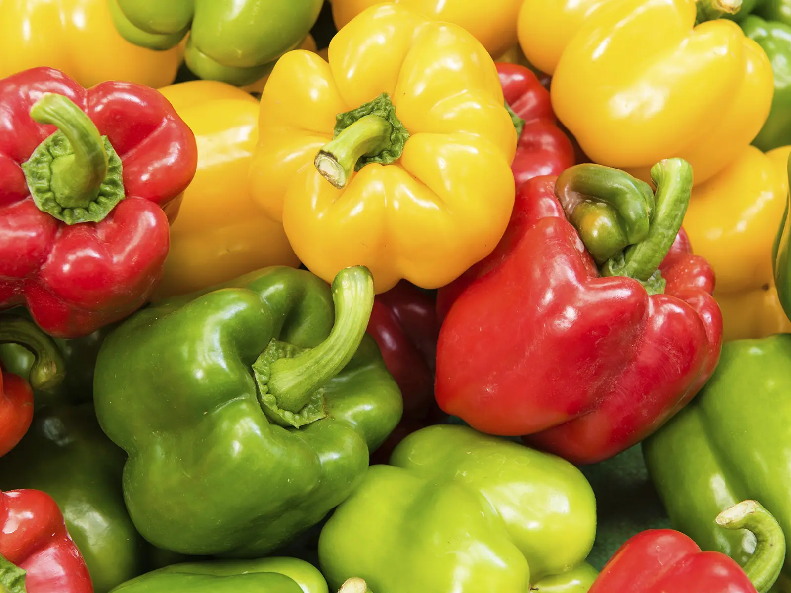 Pimiento Morrón